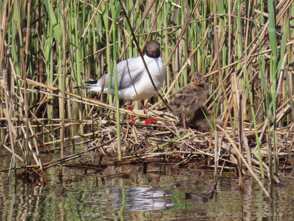 Gull with chicks on the lake
