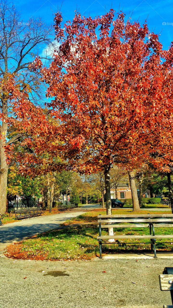 Autumn Beauty