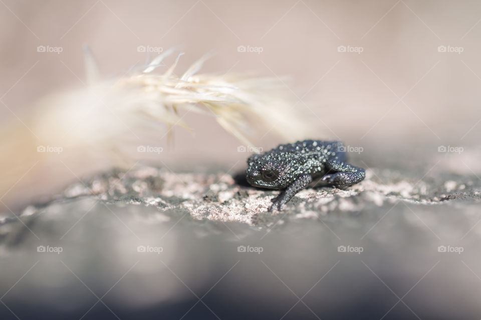 Frog on Mount Roraima in Venezuela ( Oreophrynella quelchii ), Canaima National Park.