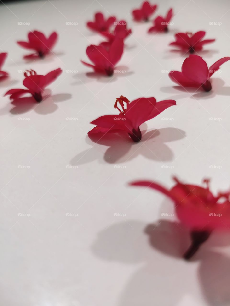 Shadows always gives a new definition for beauty, flowers giving new look in shadows