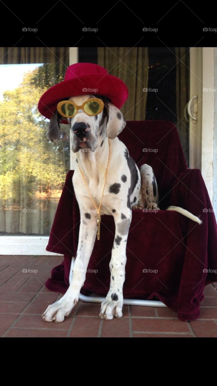 Great Dane with talent 