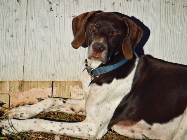 German Shorthaired Pointer...