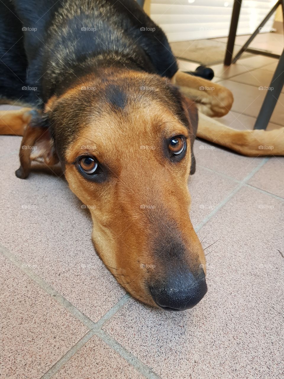 Dog. is hot, and i m very lazy 😁😁😁😁😁🐕🐕🐕