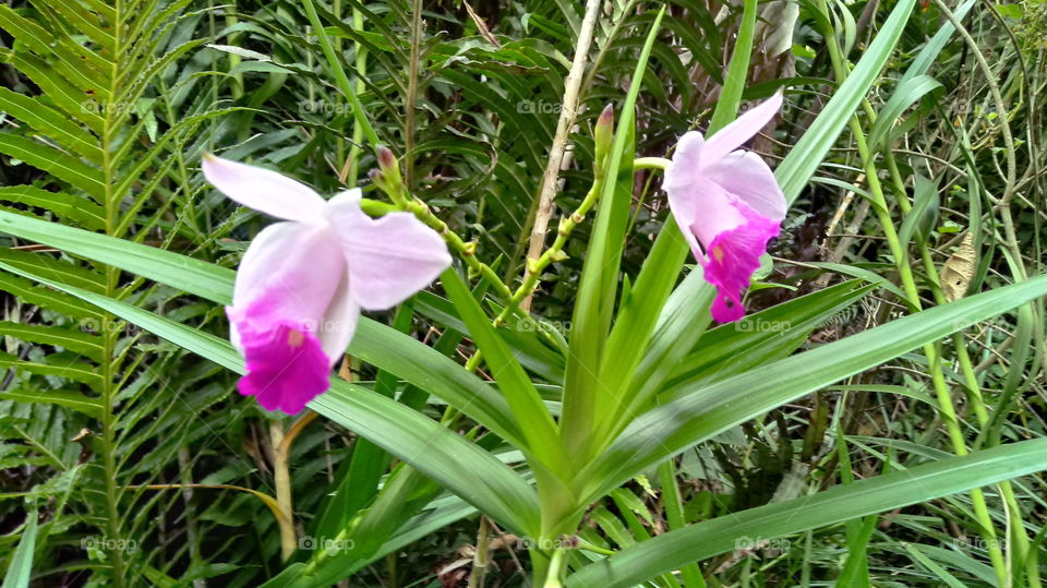 ORQUÍDEAS DA TERRA FOLHAGEM