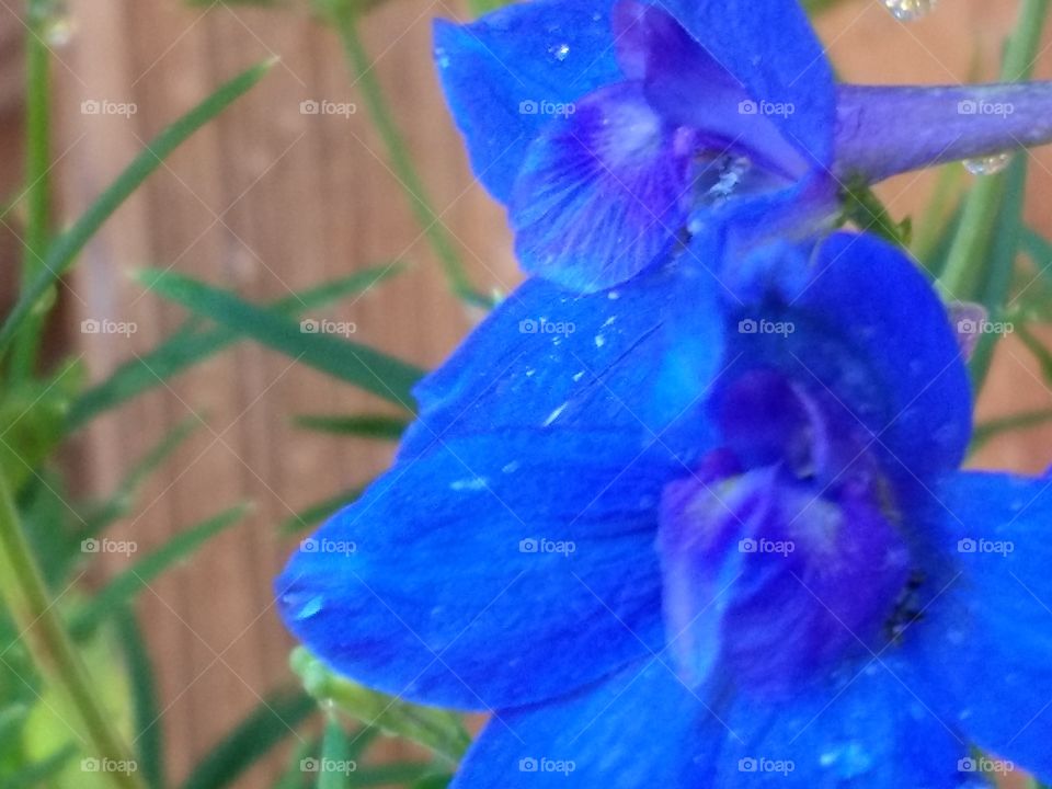 True Blue Delphinium