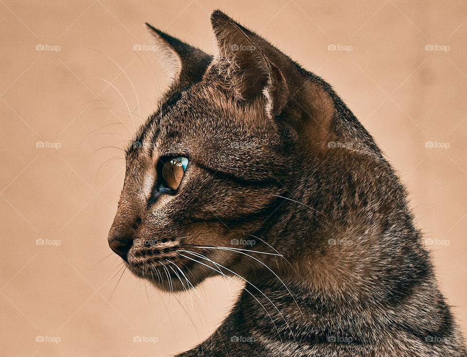 Egyptian mau  cat  - closeup