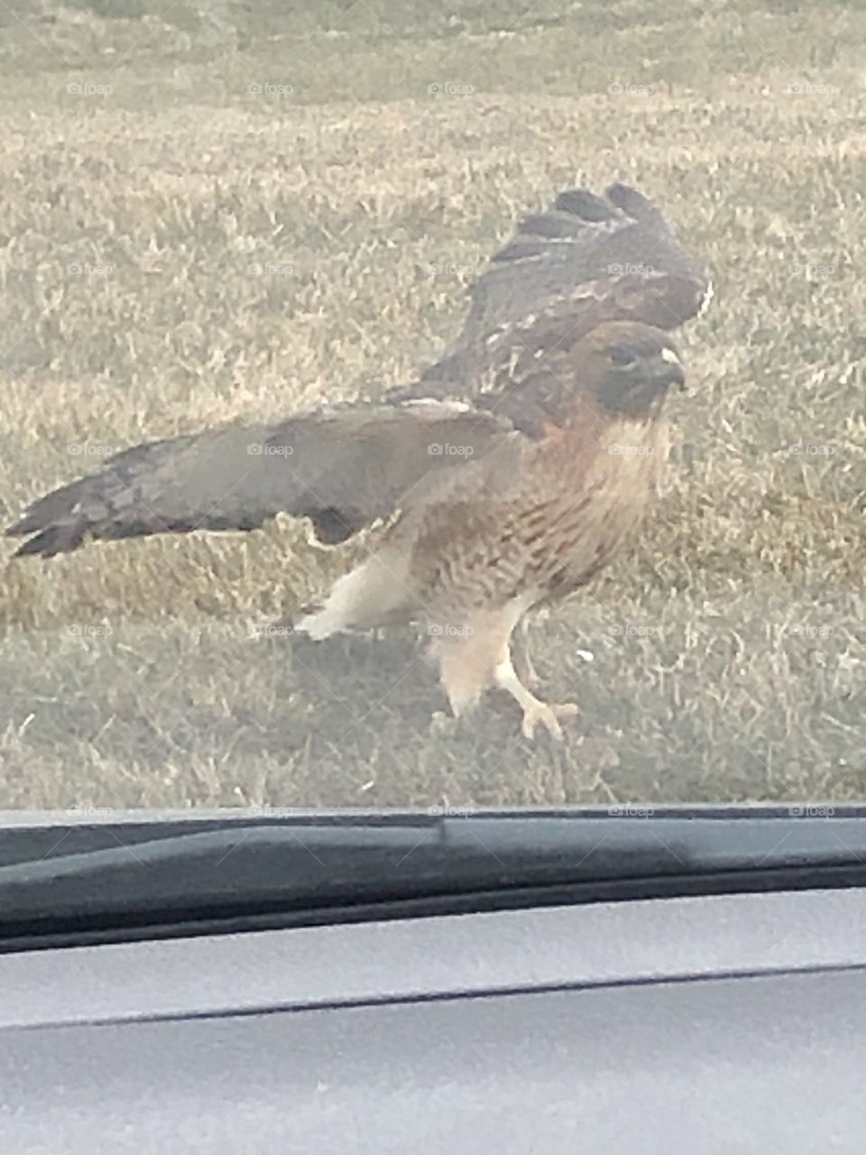 View of a hawk from the front seat of my car