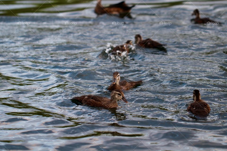 Ducks Frolicking 