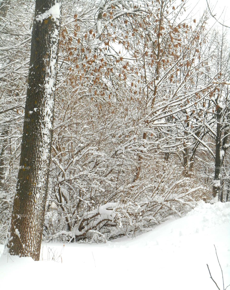 Winter, Snow, Frost, Tree, Branch