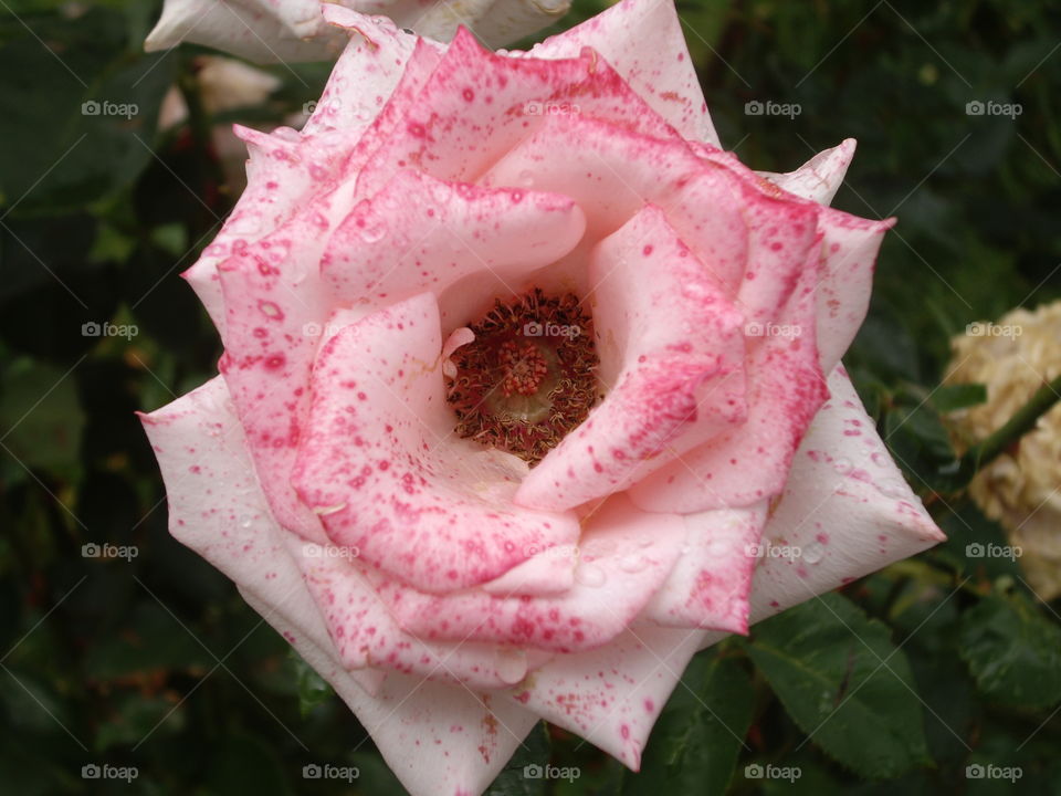 A simple beautiful rose
