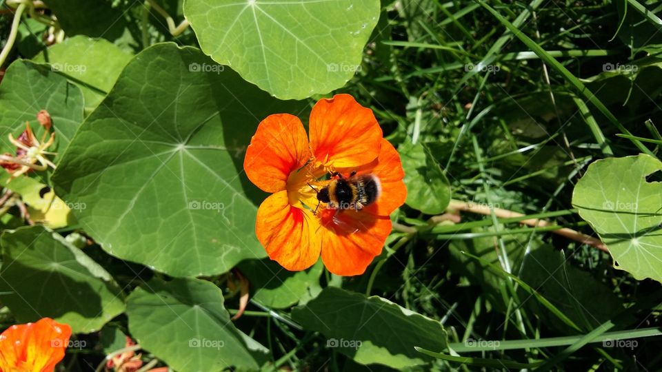 bumble bee visiting