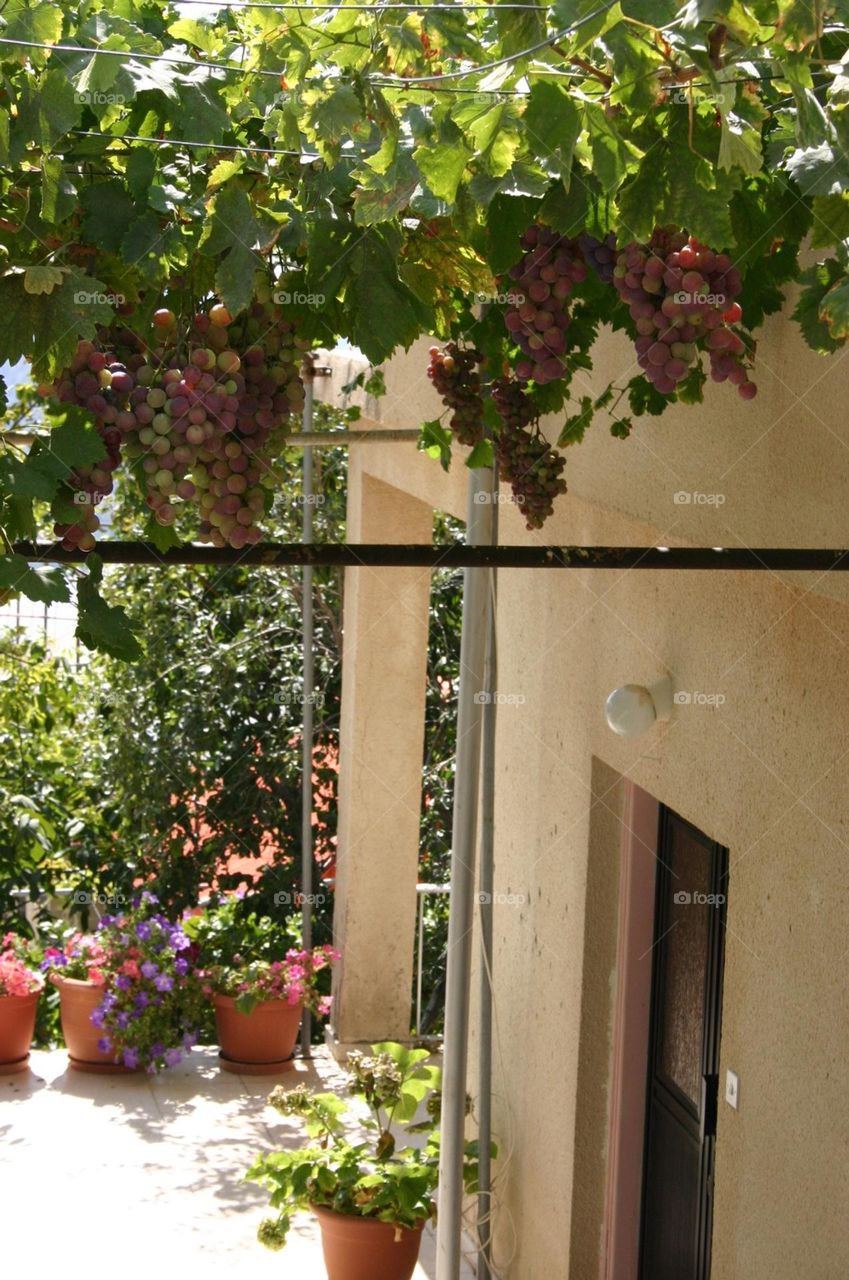 Front of an house with grapevine and plants