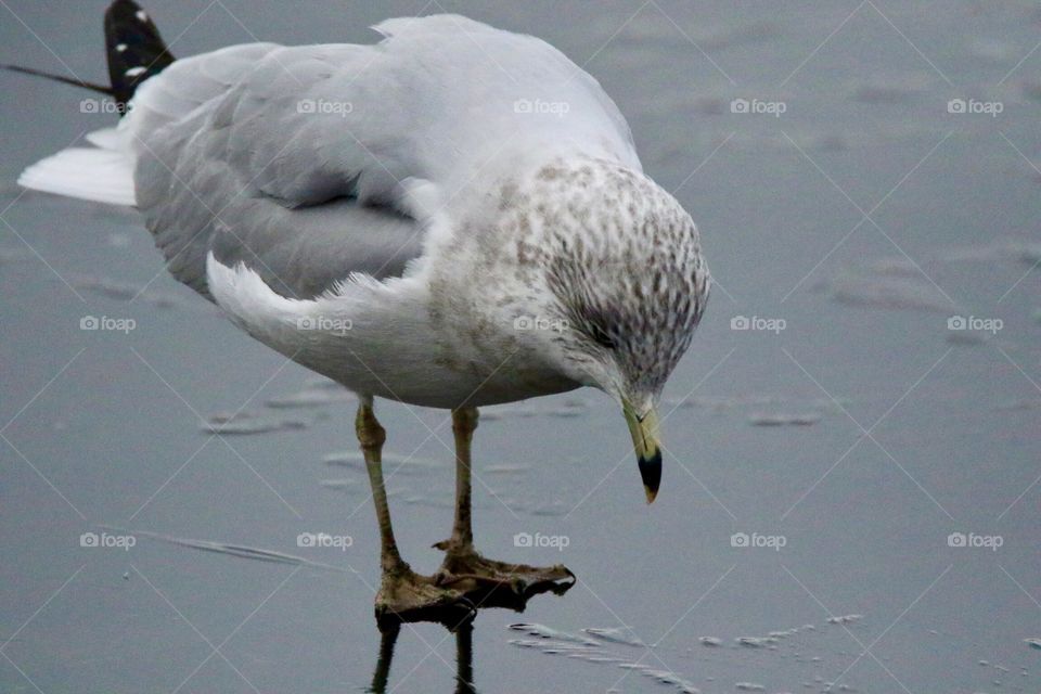 Searching for his reflection or food under the ice?