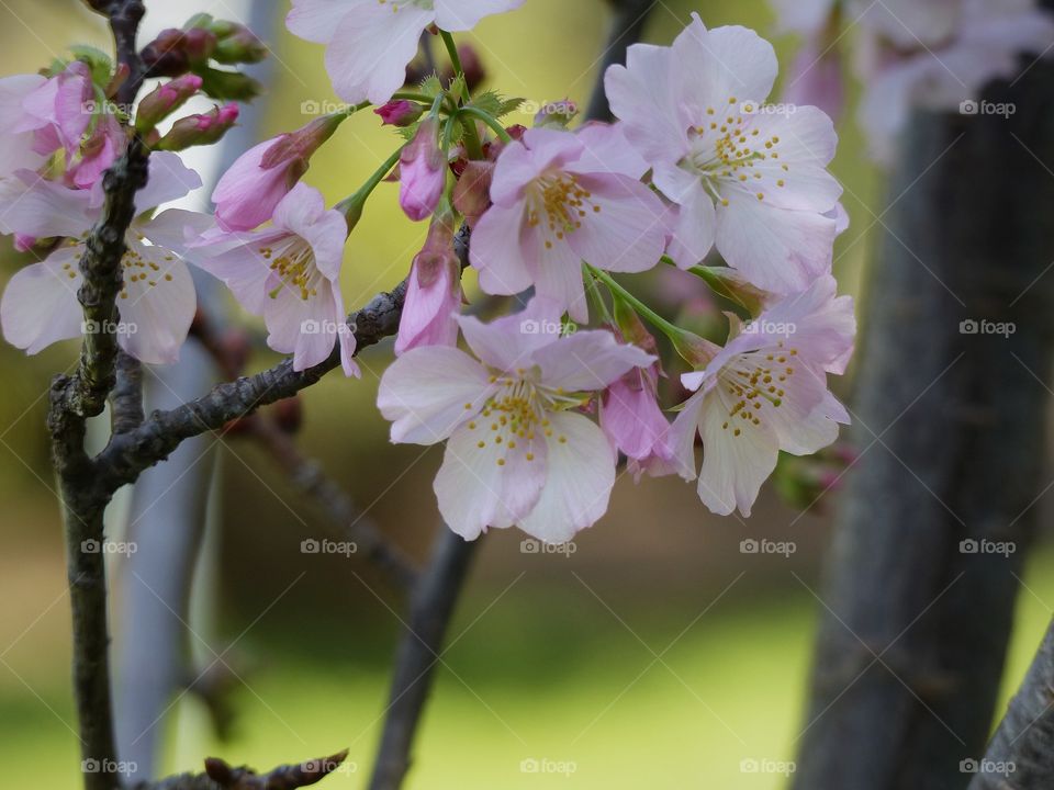 Cherry blossoms