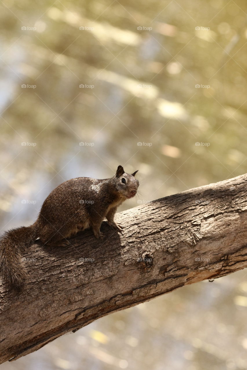 Squirrel silhouette on tree