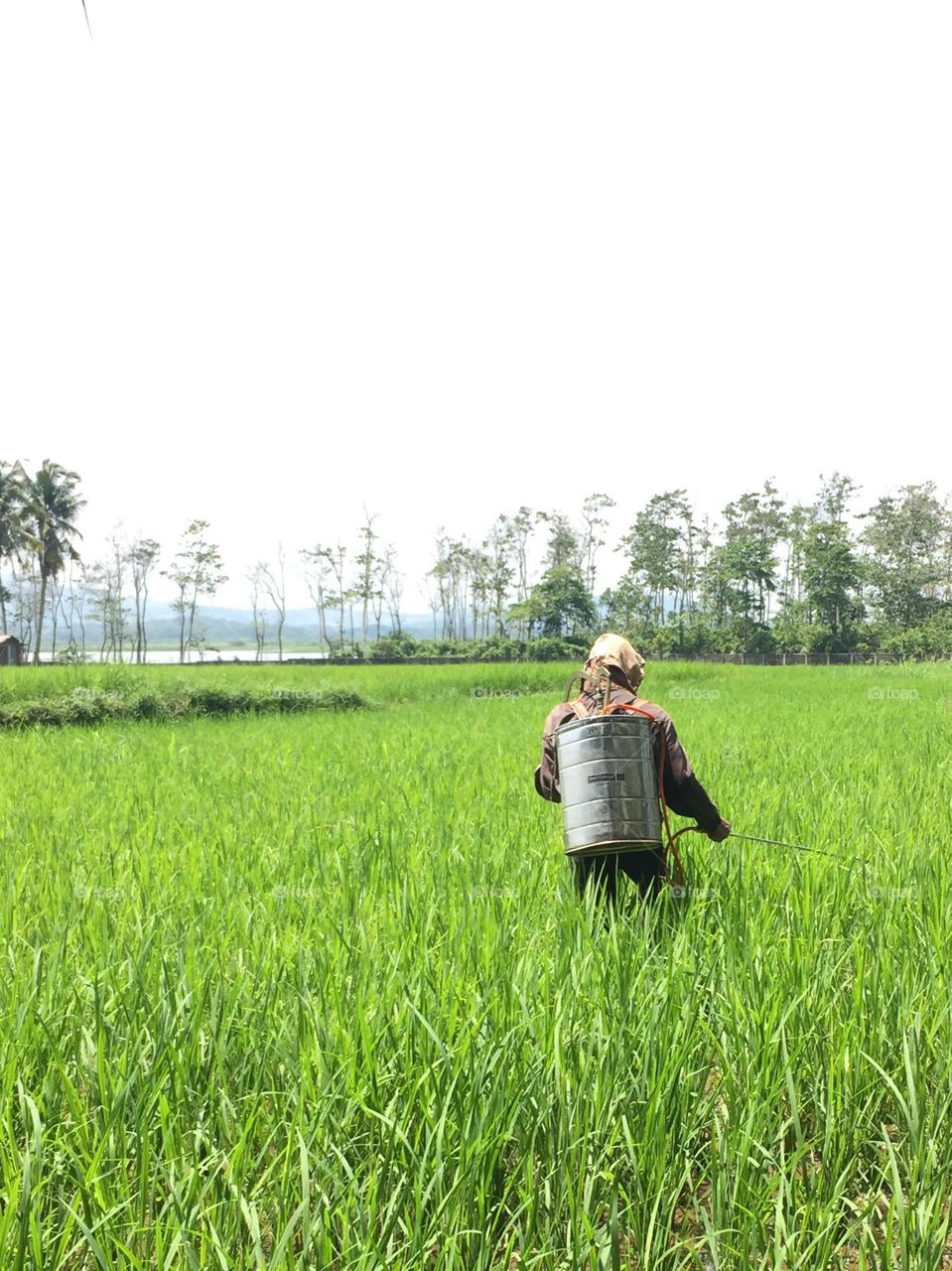 Rice field 