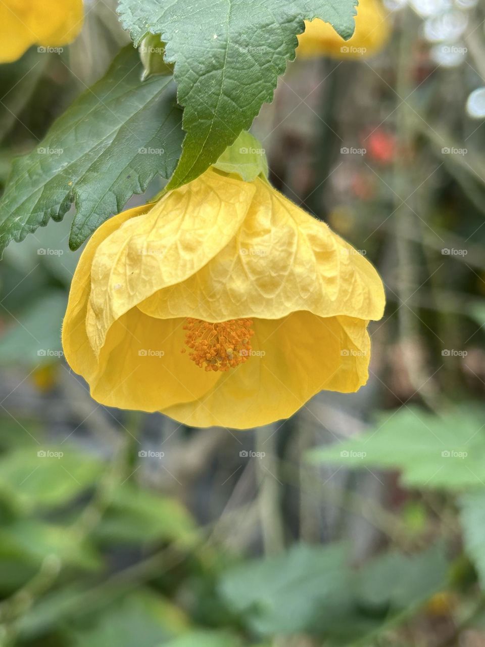 Abutilon pictum flower,Callianthe picta