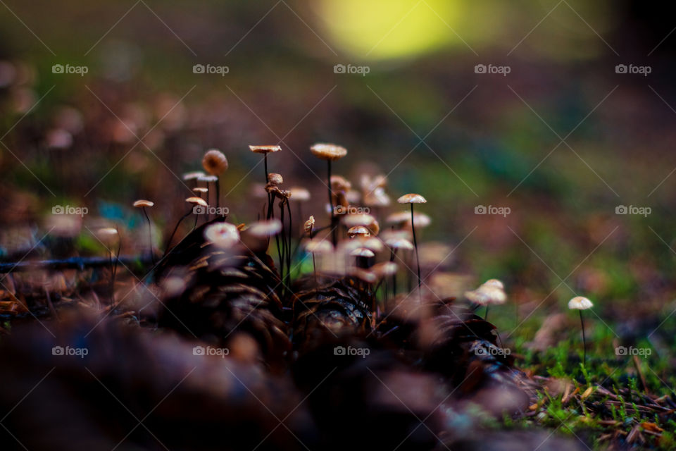 Close-up of mushrooms