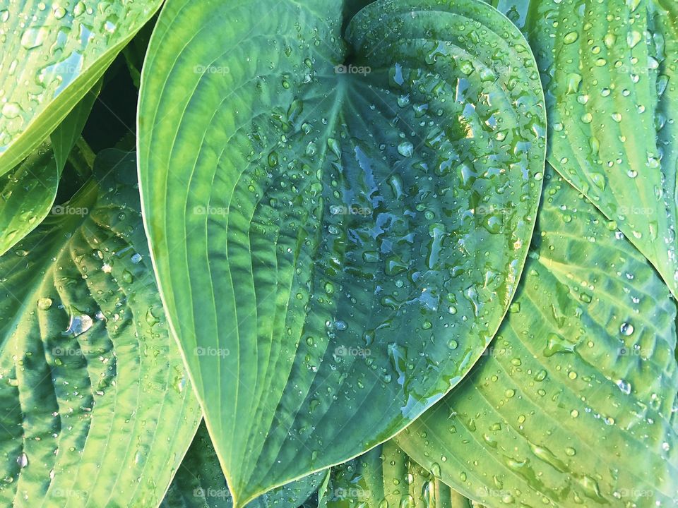 Green leaves