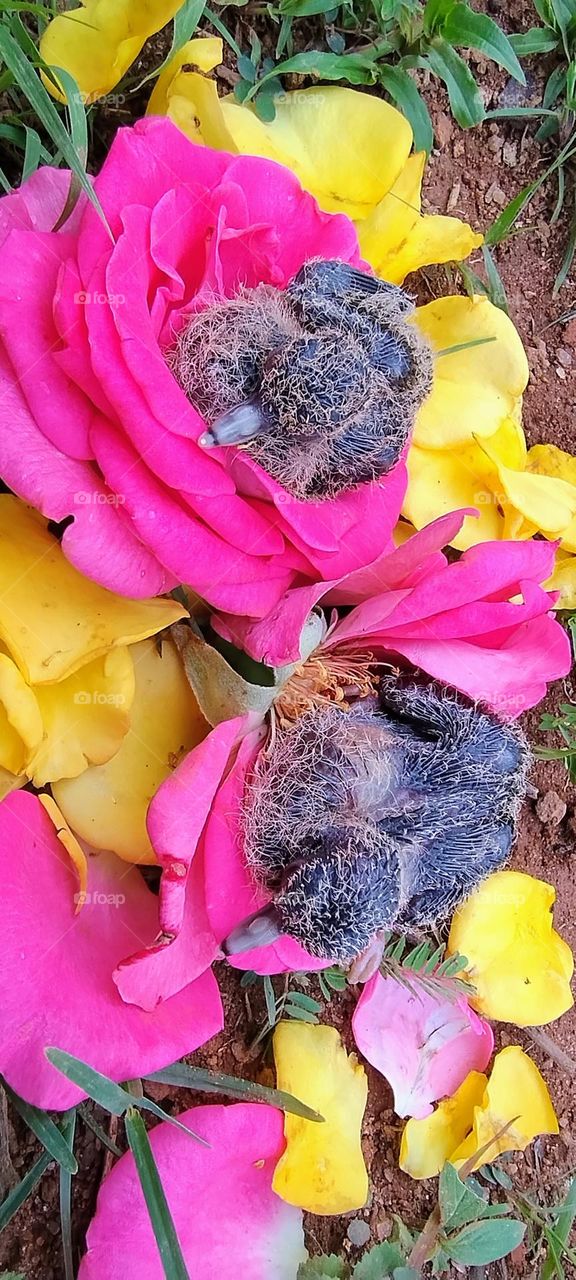 little bird in the colorful nest cute