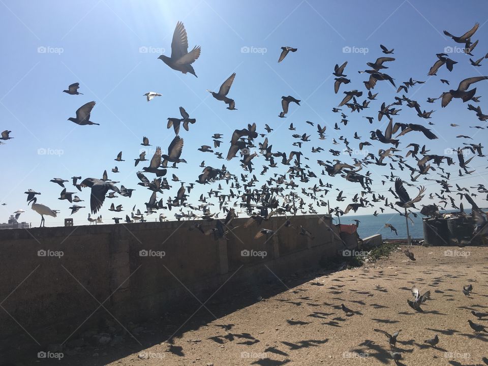 Migratory birds are porbandar seashore 
