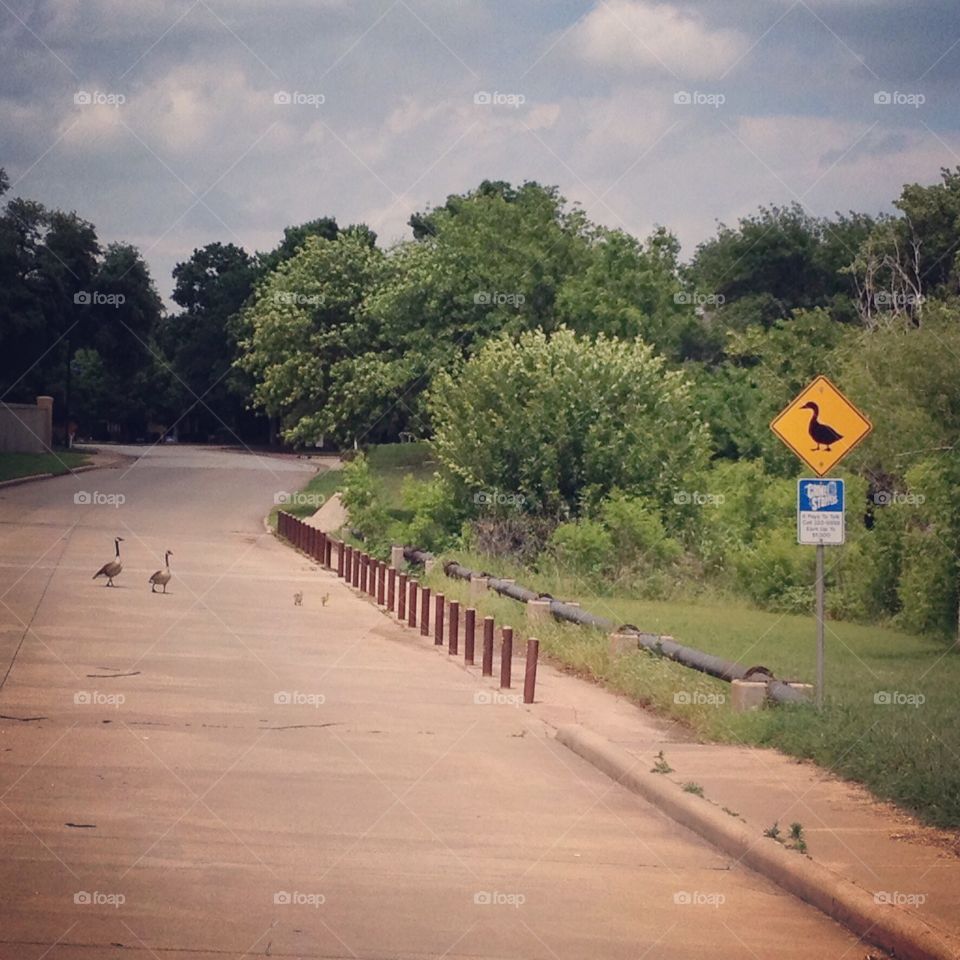 Responsible goose parents . Geese