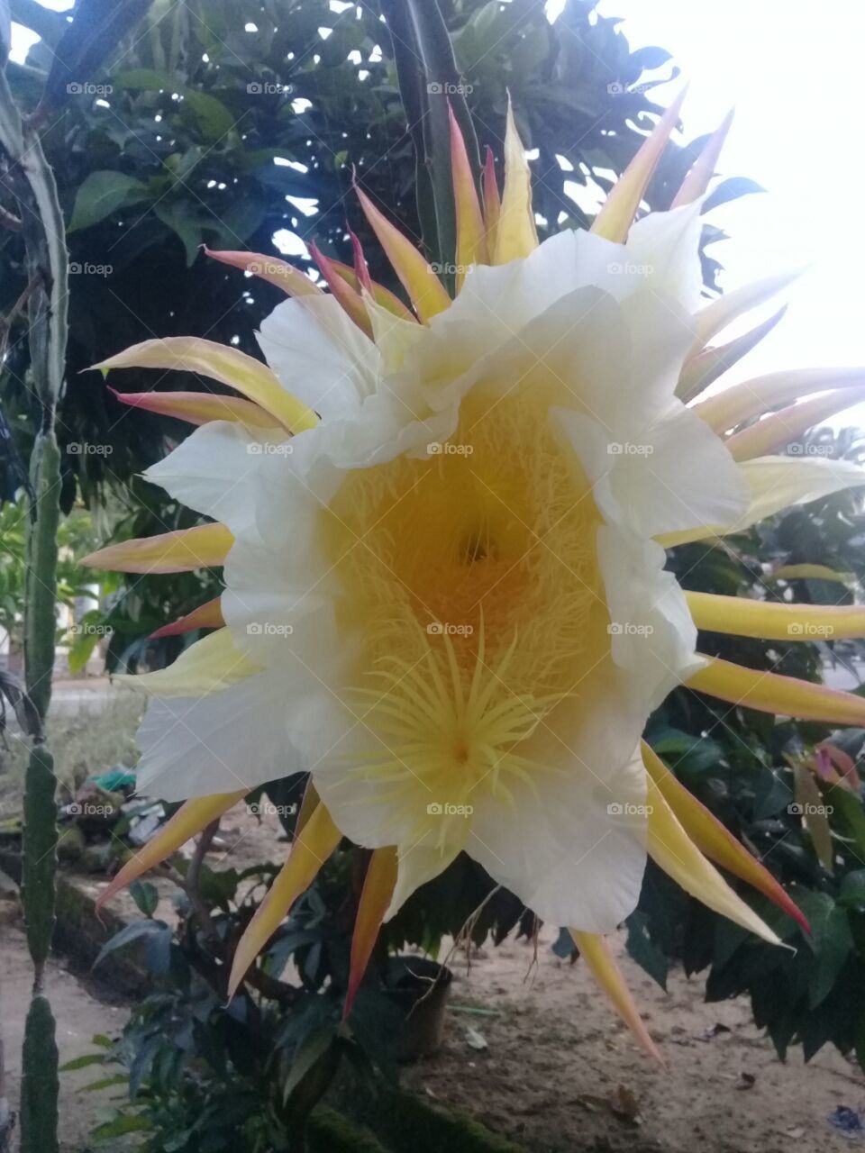 This is flower of fruit dragon flower, so beautiful li look inside so much a nucleus and beside the flower is a have a sheath so good.