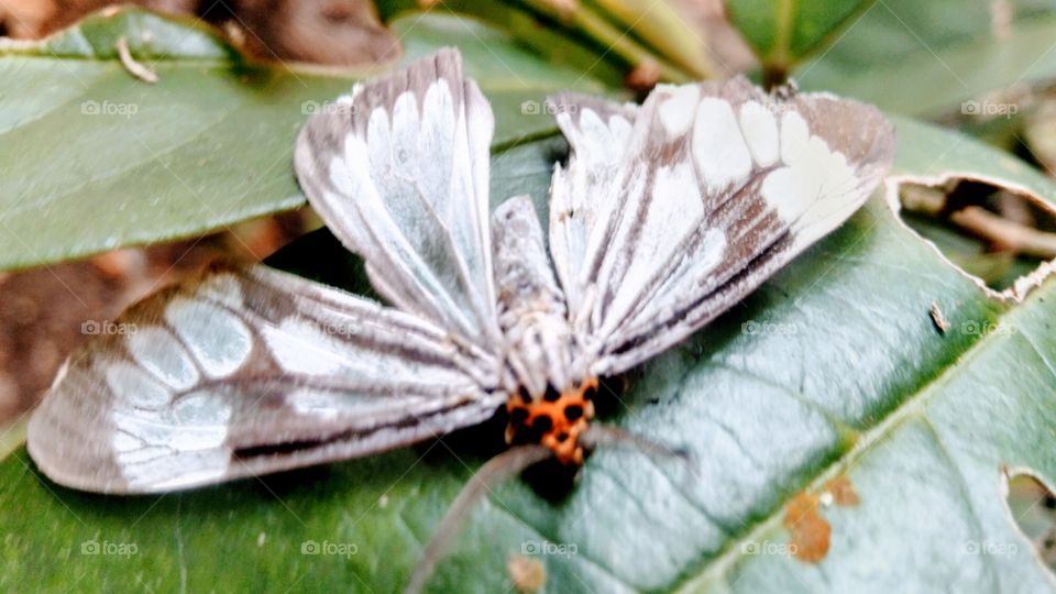 White marble moth butterfly