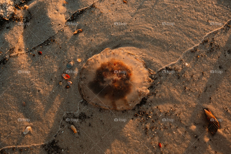 Jellyfish on the beach 