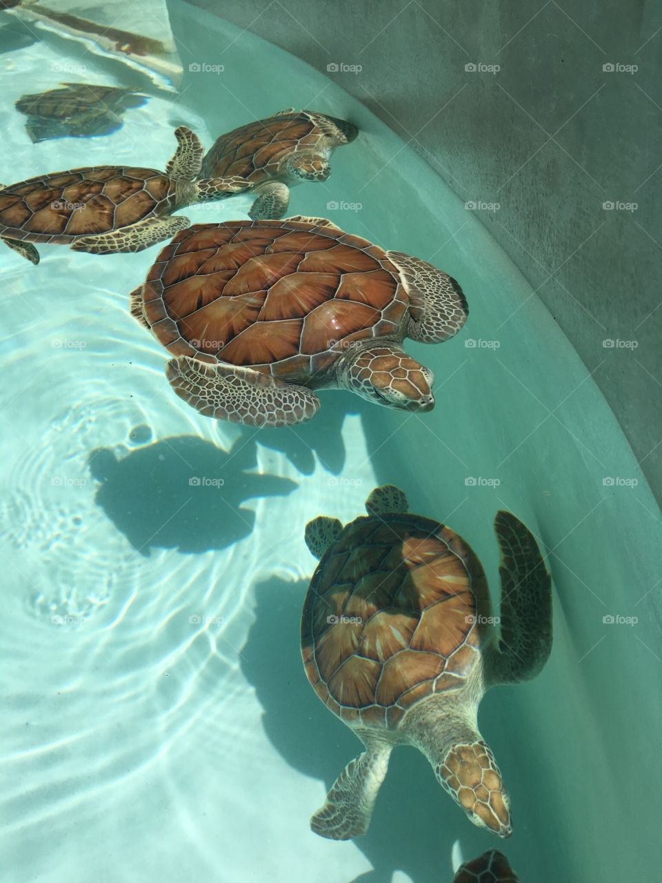 Turtle, Tortoise, Shell, Reptile, Shell (Food)