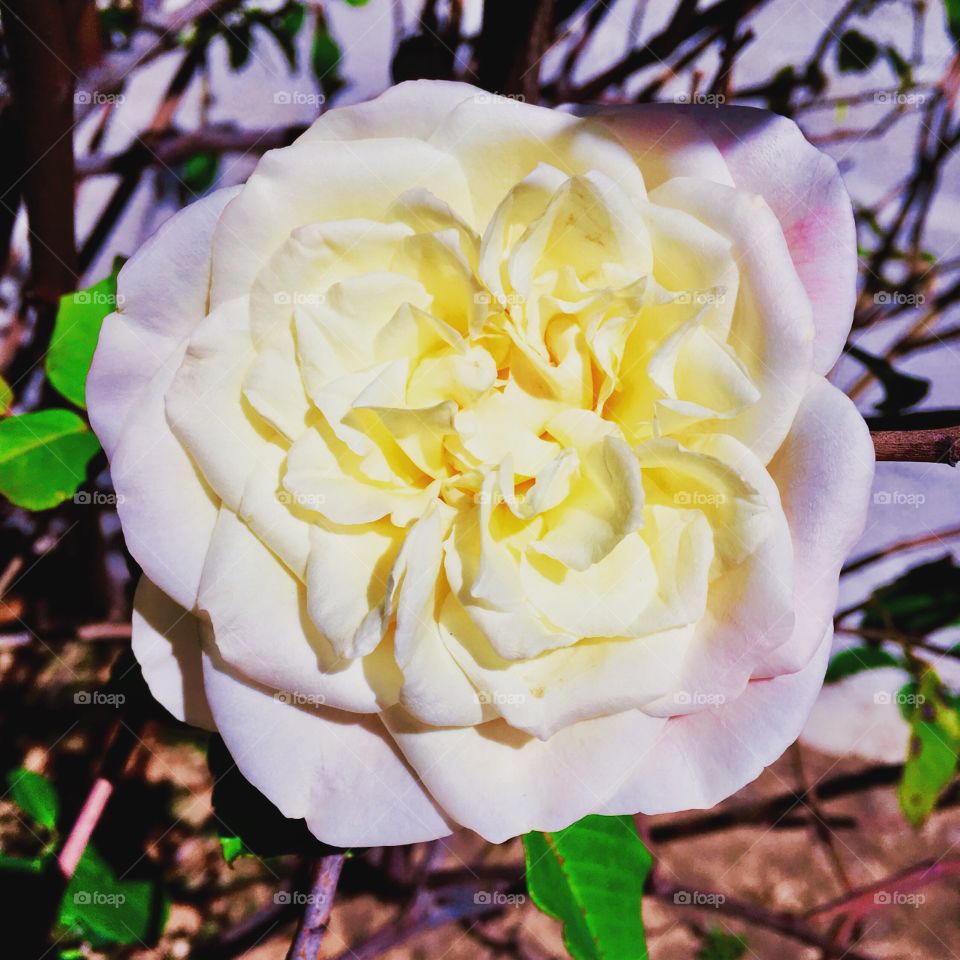 🌺Fim de #cooper!
Suado, cansado e feliz, alongando e curtindo a beleza das #flores do nosso #jardim. Aqui, nossa #roseira de #pétalas bonitas.
🏁
#corrida #treino #flor #flowers #pétala #jardinagem #garden #flora #run #running #esporte #alongamento