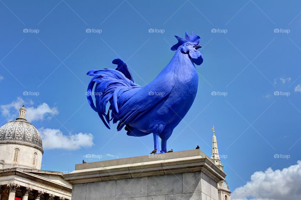 Trafalgar Square Rooster
