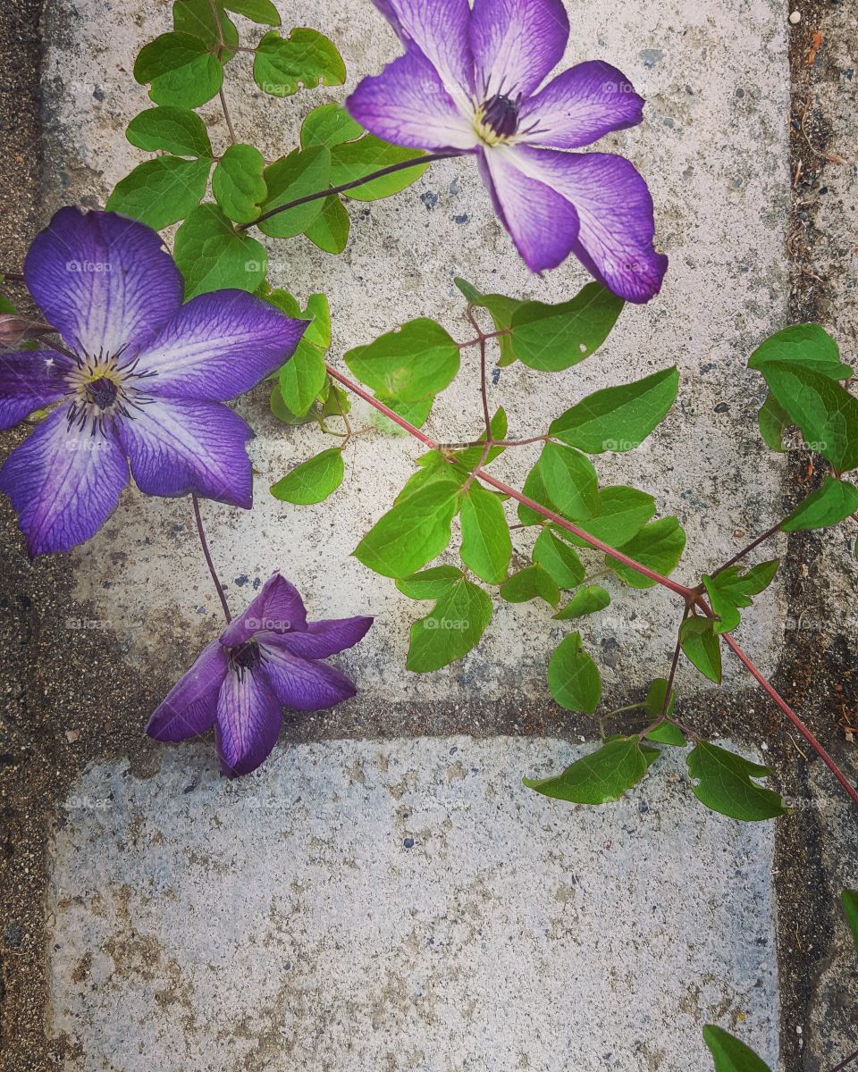 Purple Clematis