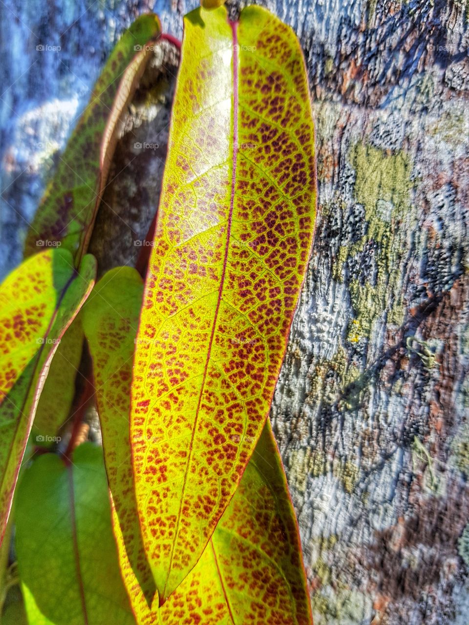 leaf patterns 1