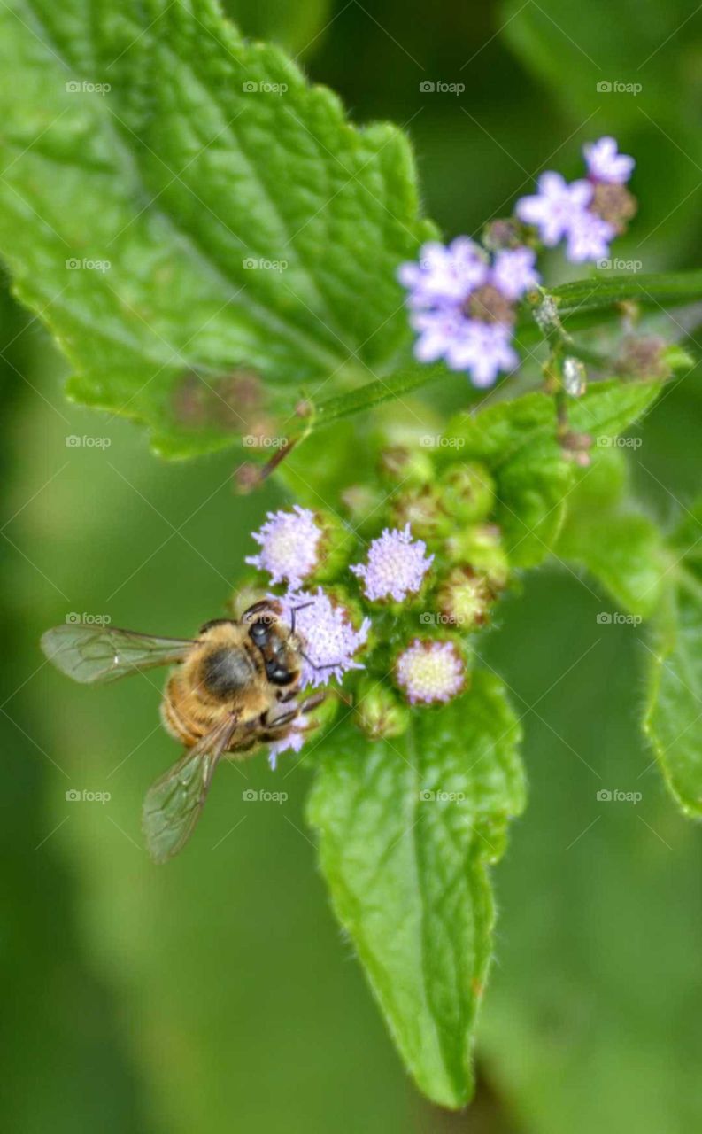 Abelhinha na flor roxa!