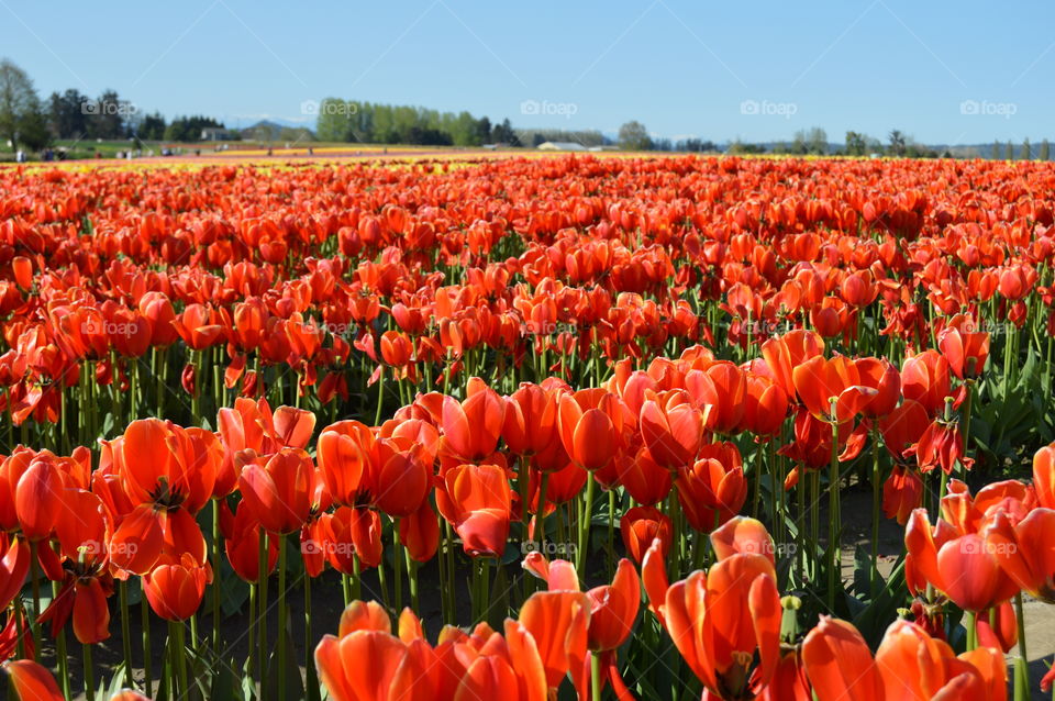 Scenic view of red tulip flowers