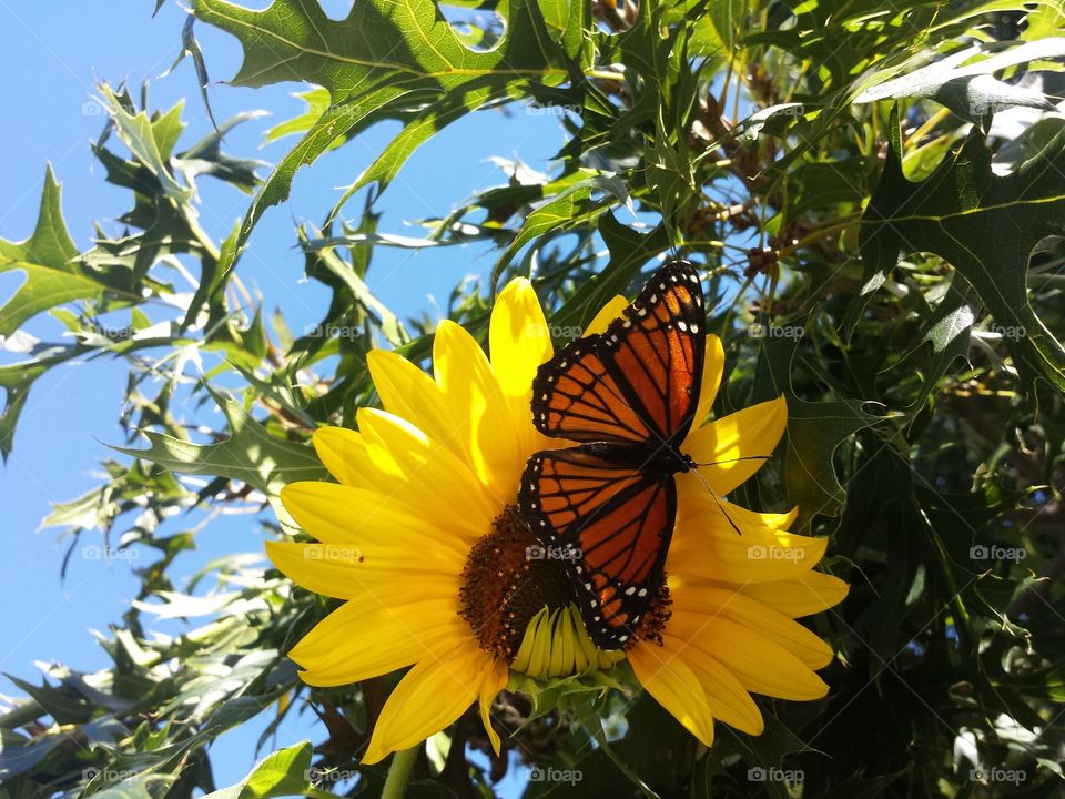 Butterfly pollinating on sunflower