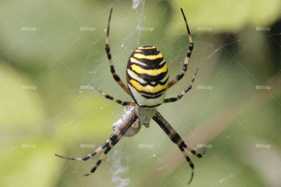 Close-up of spider on web