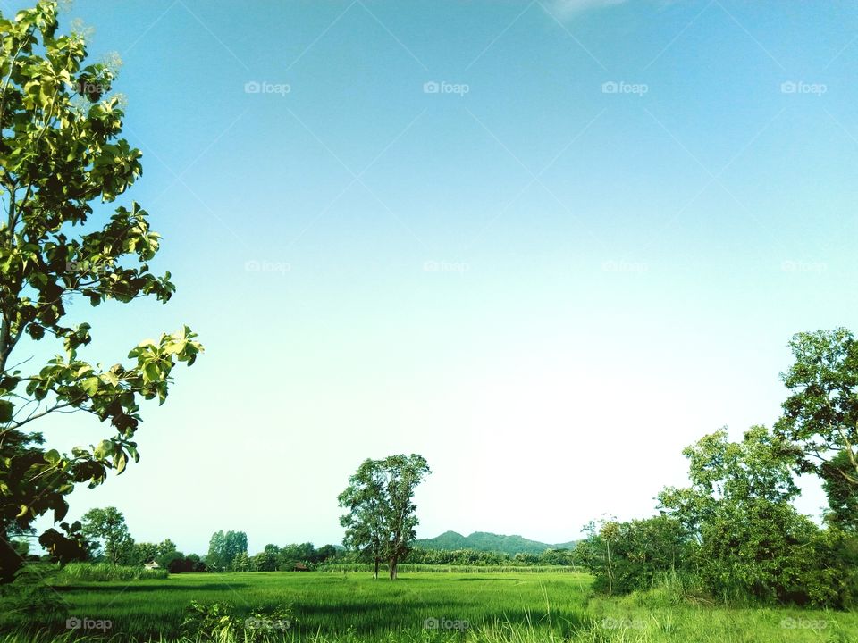 field rice,tree,sky