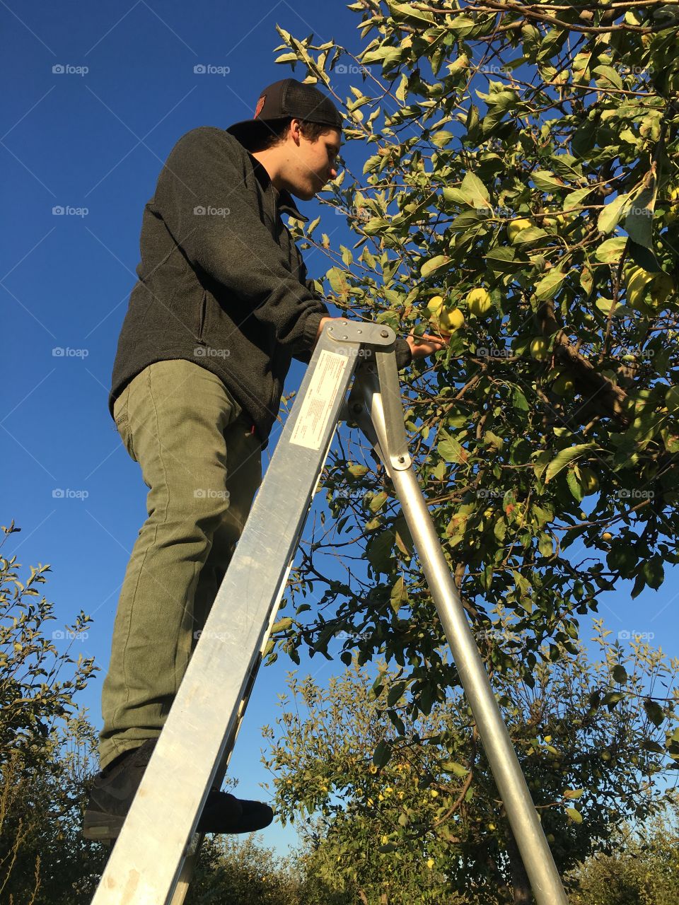 Apple picking