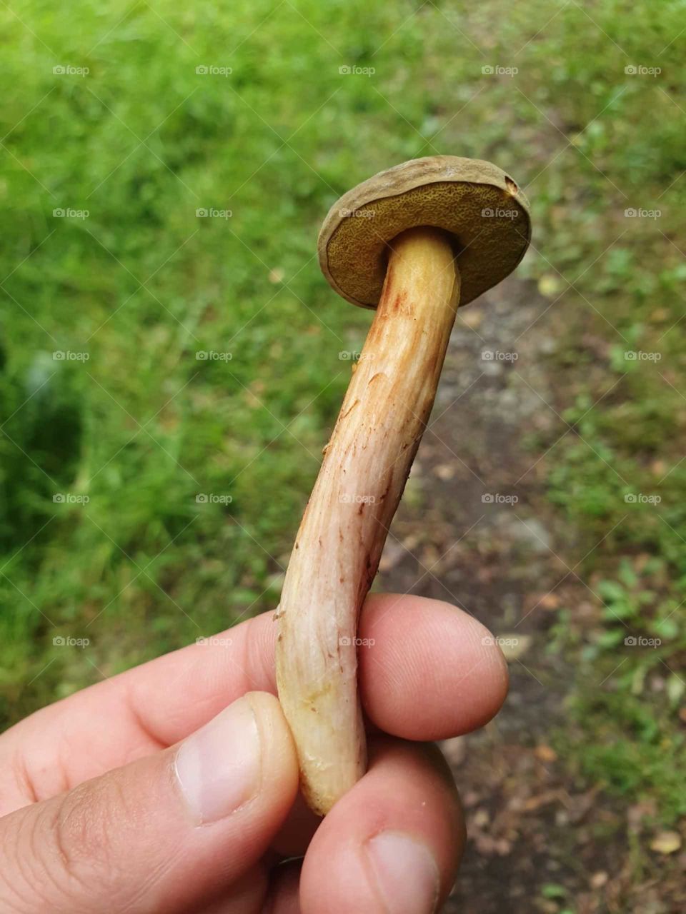 mushroom ,forest