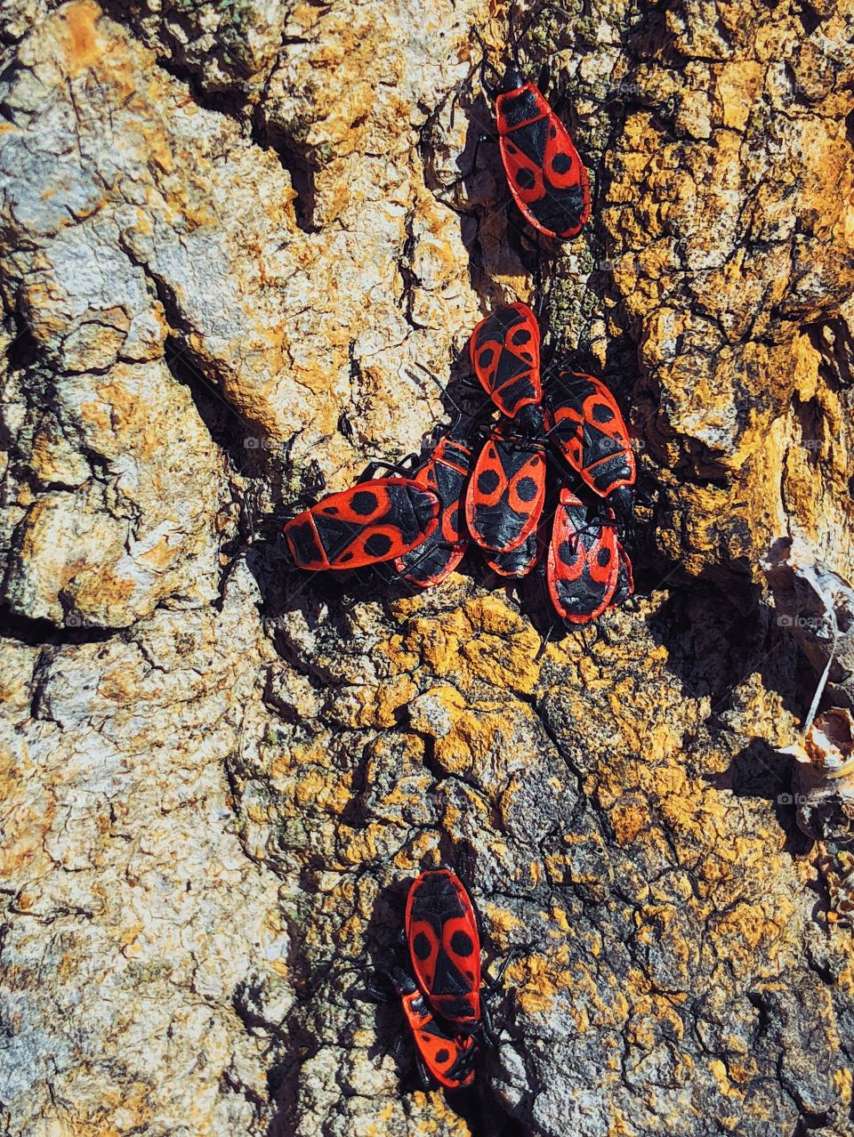 Firebugs on a tree bark 🌳