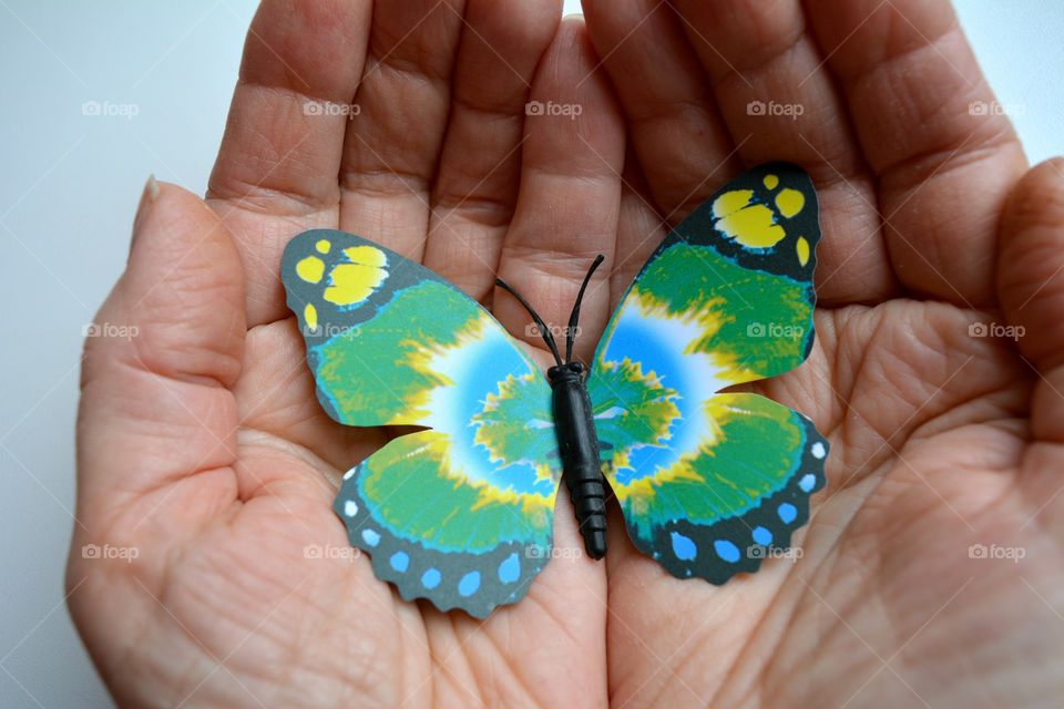 Butterfly, Nature, Insect, No Person, Hand