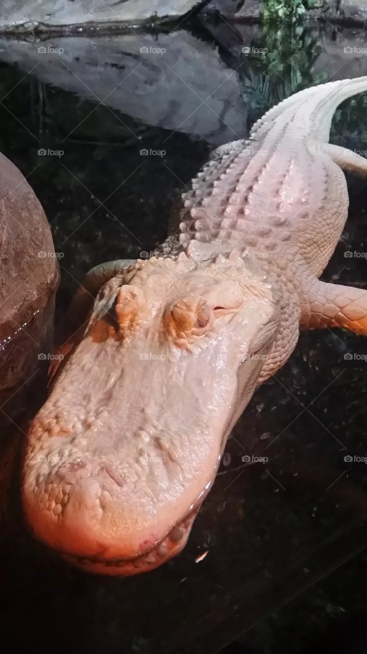 albino