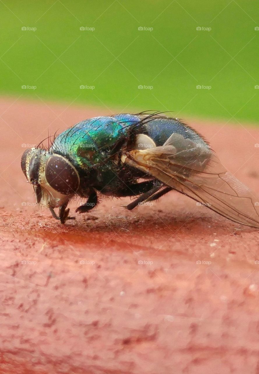 Side view of a fly