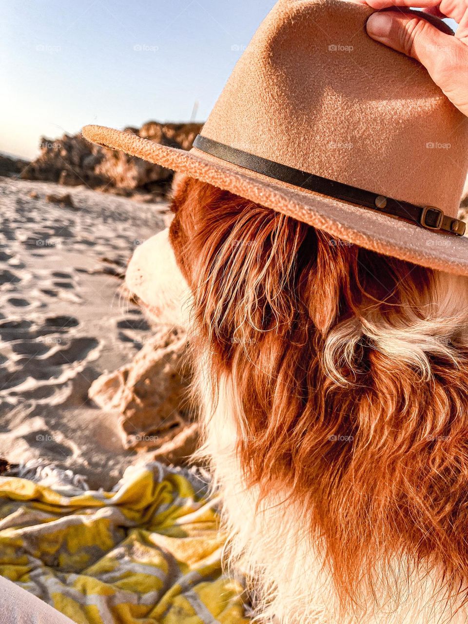 Doggo wearing hat watching the ocean