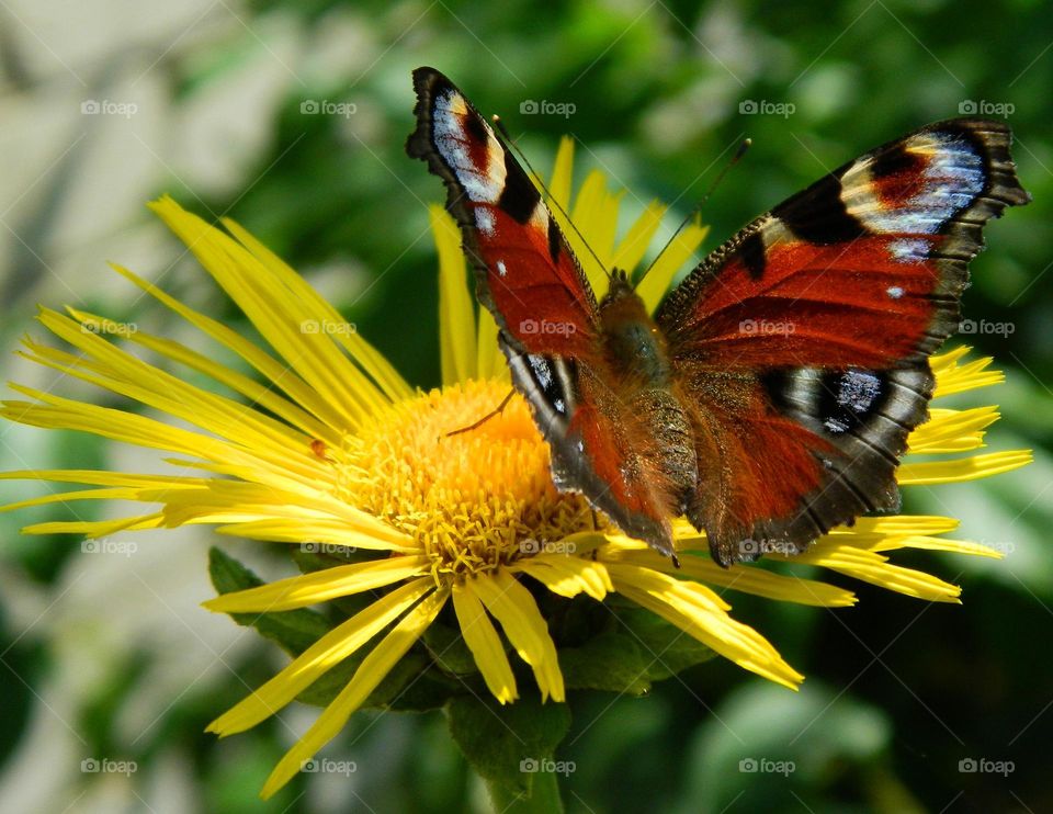 butterfly sits on a yellow flower