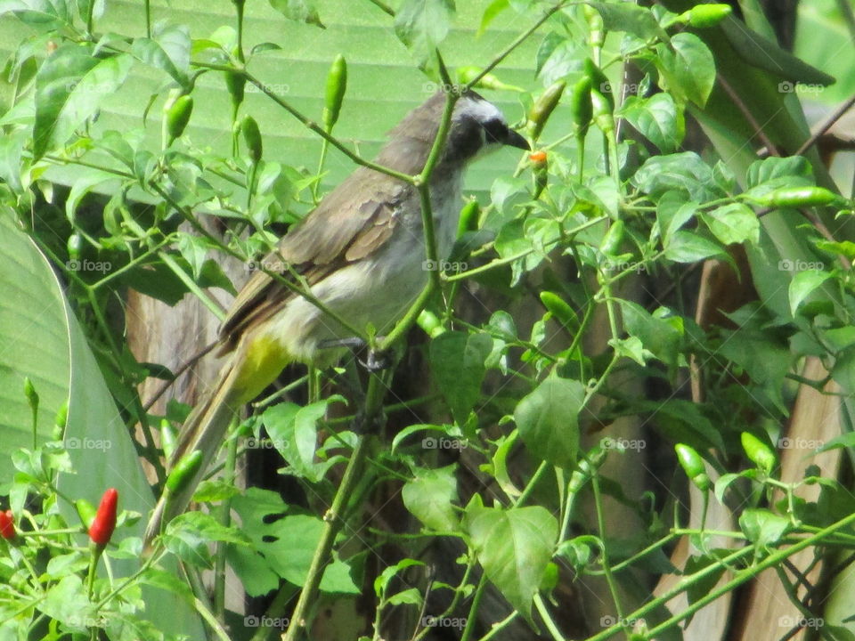 bird on chili