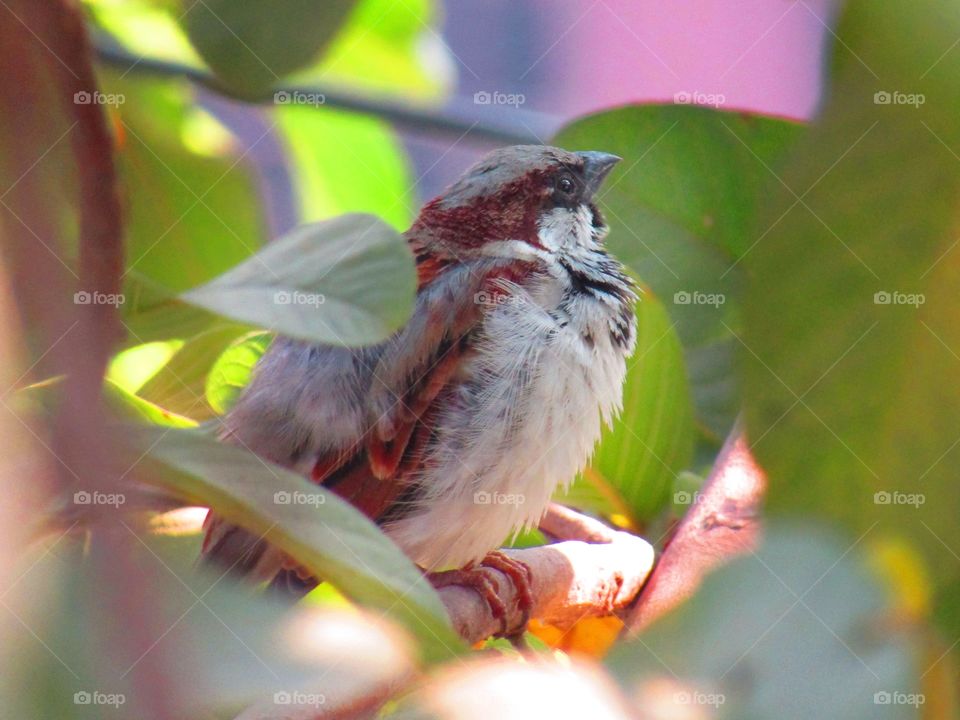 The house sparrow (Passer domesticus) is a bird of the sparrow family Passeridae, found in most parts of the world.