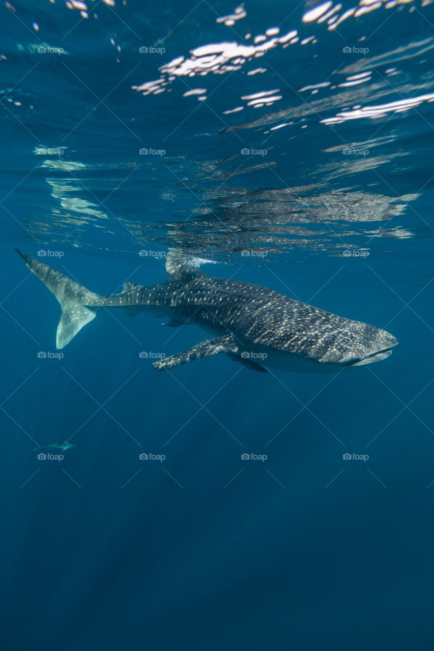 Whale shark underwater. Taken in west Papua cenderawasih bay